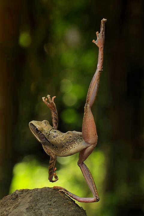 A Ballerina Frog