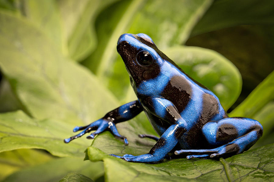 A Blue Poison Dart Frog
