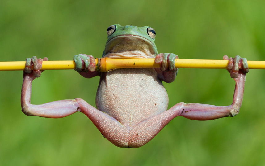 A Frog Acrobat