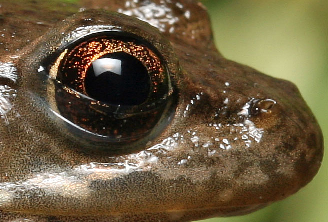A Frog's Eye up close