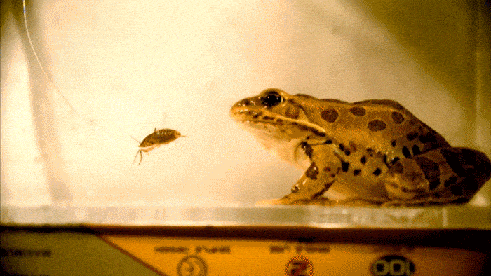 A Frog catching a Bug in Slow Motion