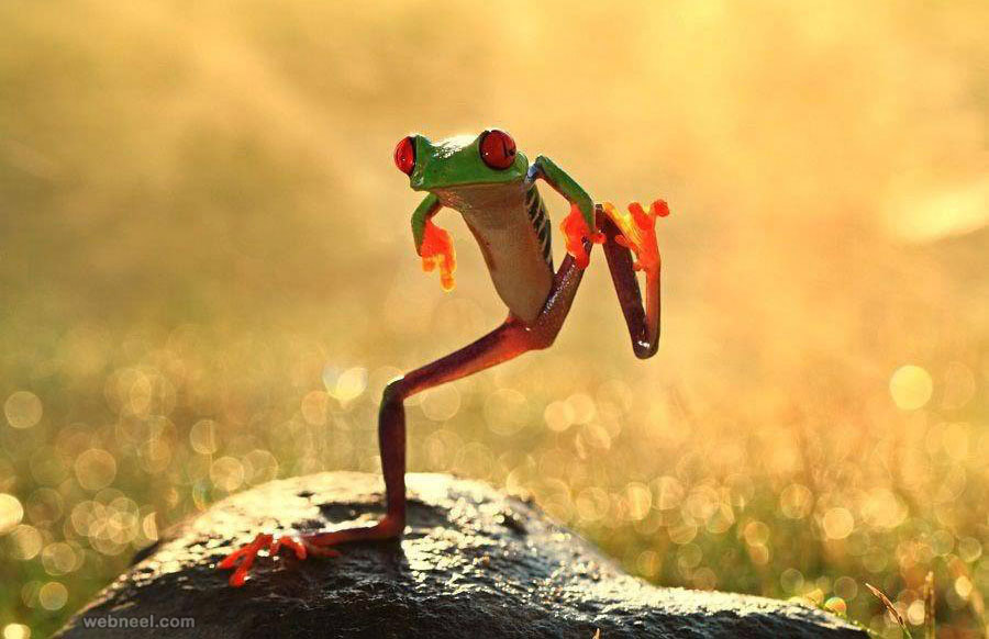 A Frog Jumping