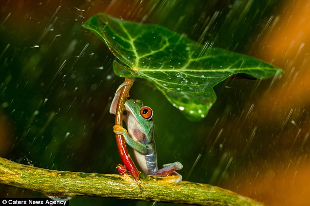 A Frog Using an Umbrella