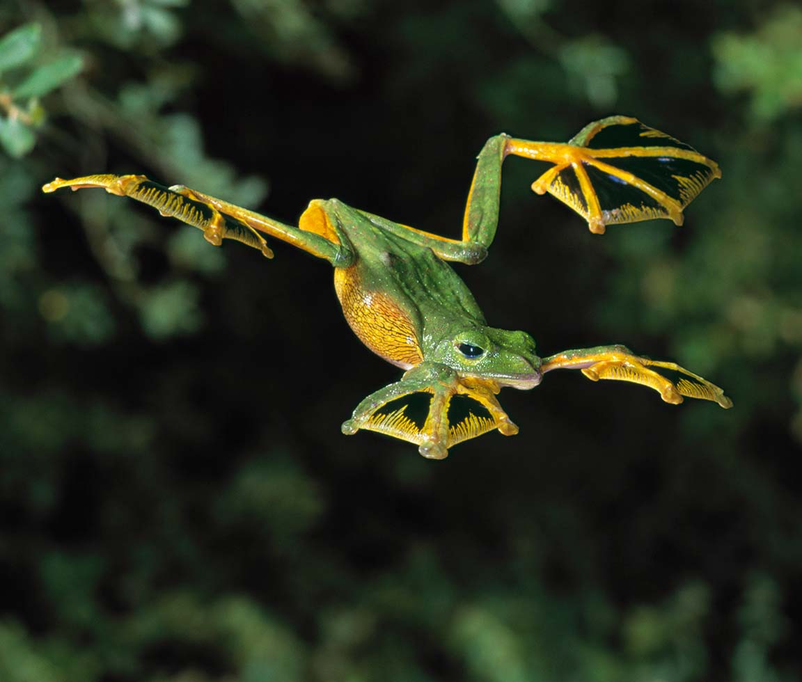 A Wallaces Flying Frog